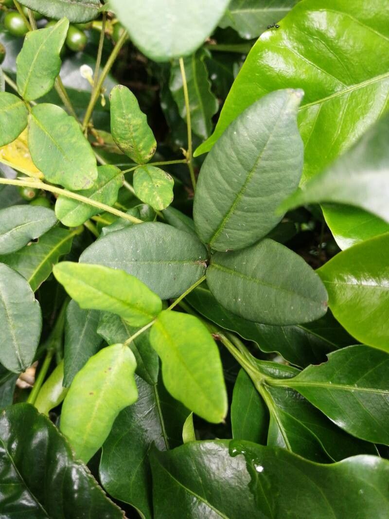 Calopogonium galactioides — related species from the same genus