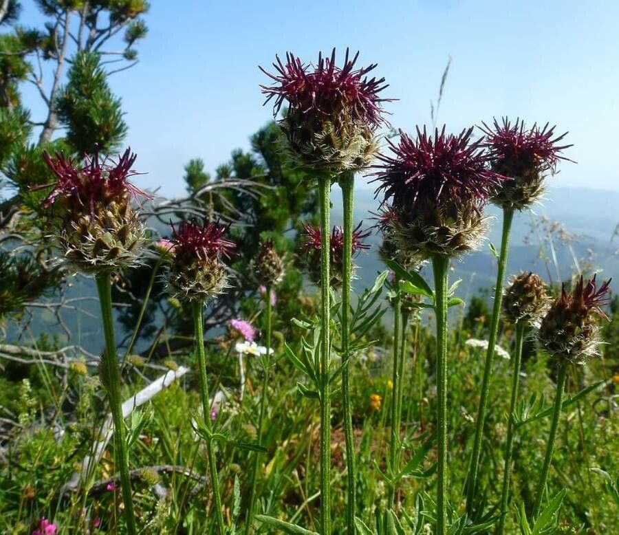 Centaurea kotschyana flower