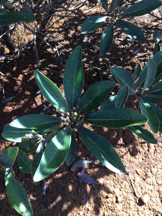 Tristaniopsis glauca — related species from the same genus