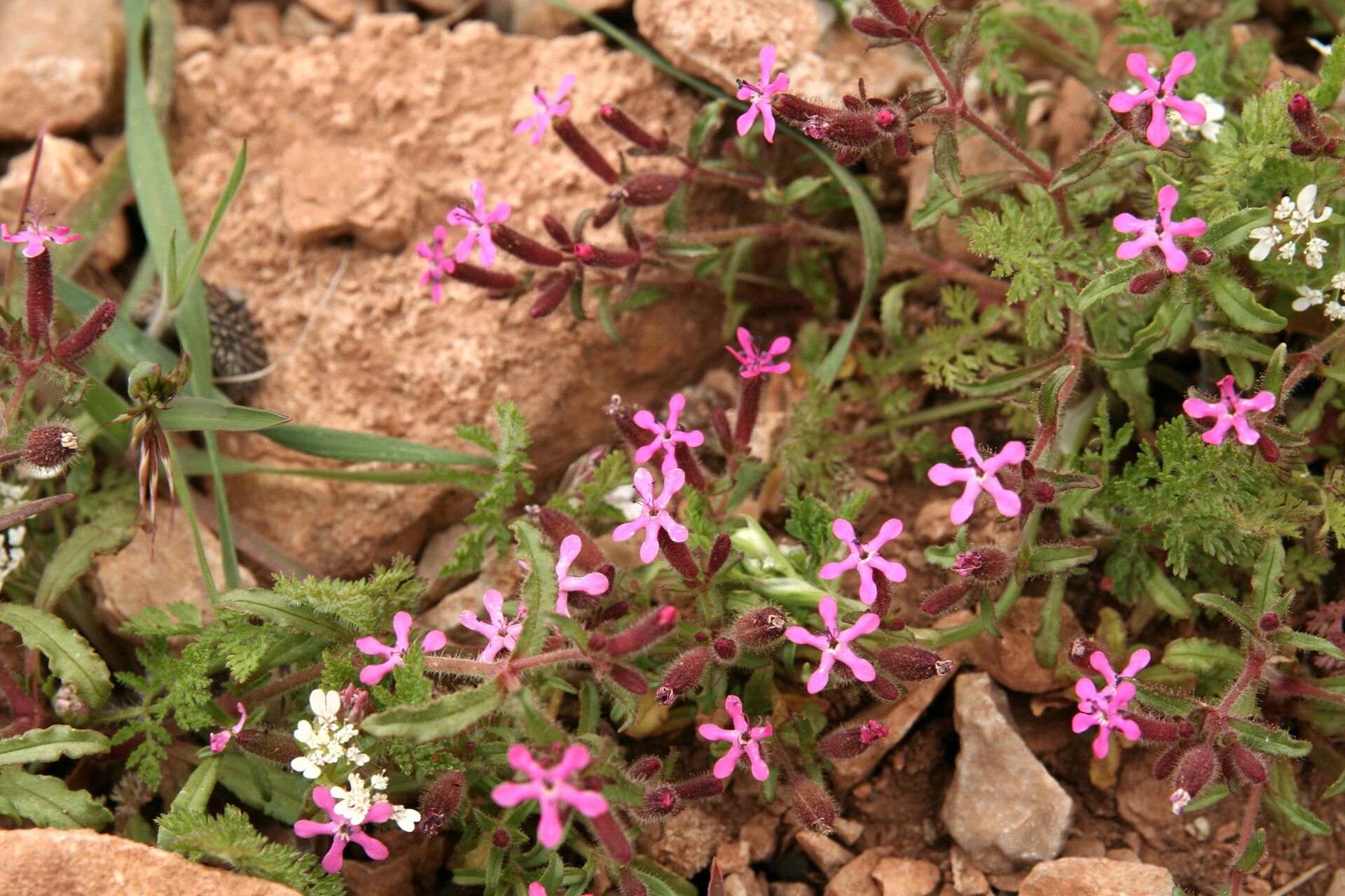 Saponaria calabrica flower