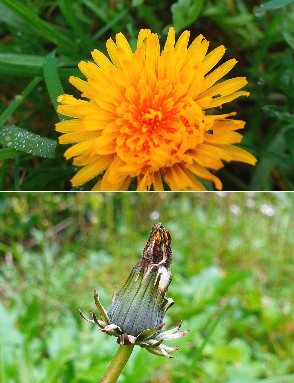 Taraxacum cucullatiforme flower