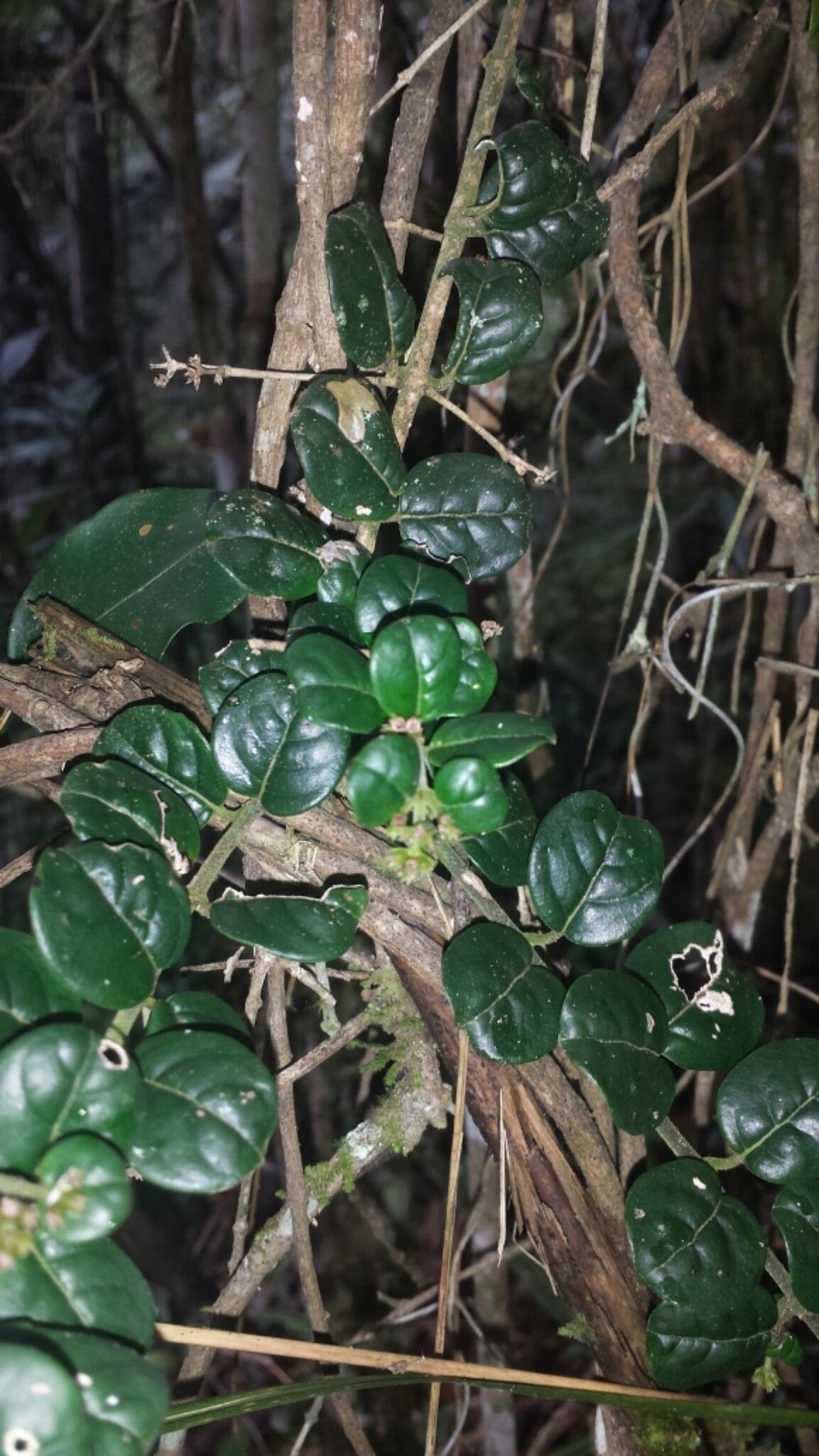 Danais microcarpa — houseplant care guide