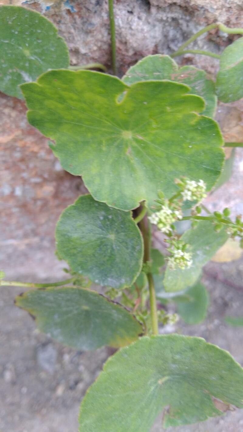 Hydrocotyle verticillata flower