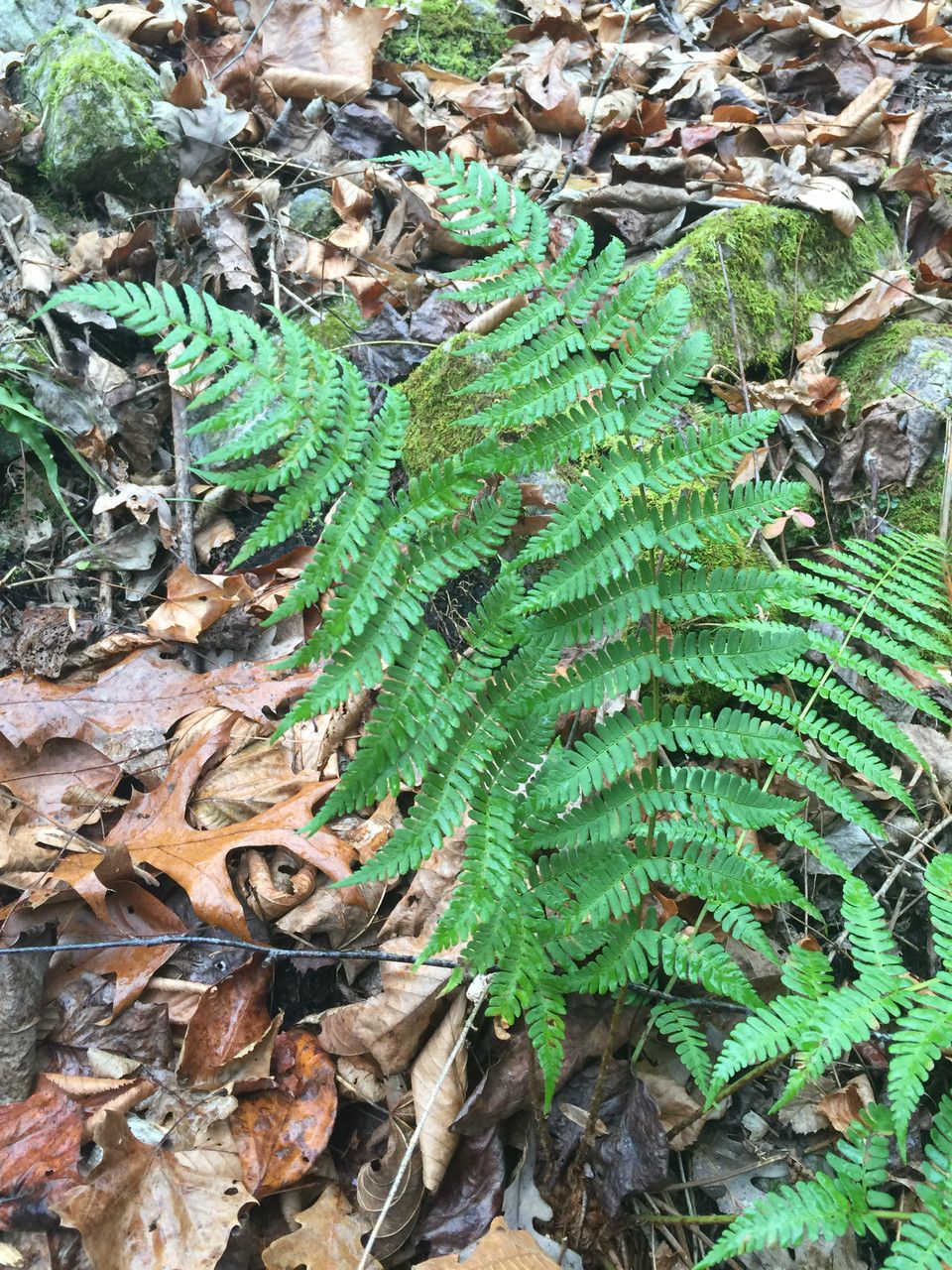 Dryopteris marginalis habit