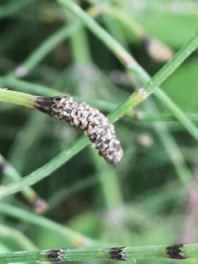 Equisetum ramosissimum fruit