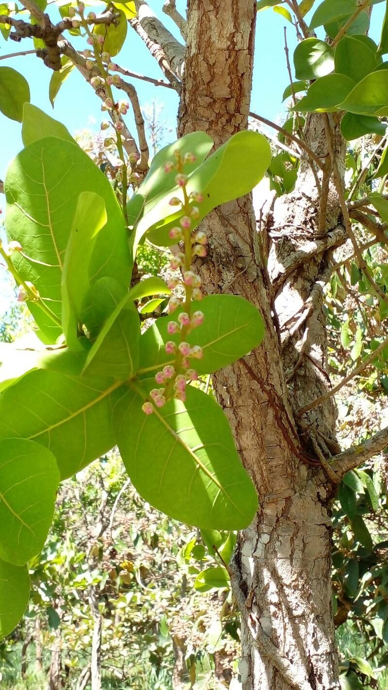 Byrsonima coccolobifolia fruit