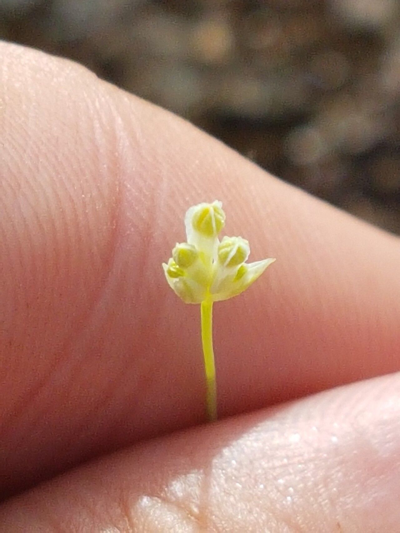 Burmannia capitata flower