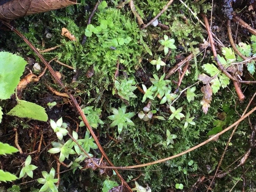 Saxifraga aspera — search result for 'Saxifraga'