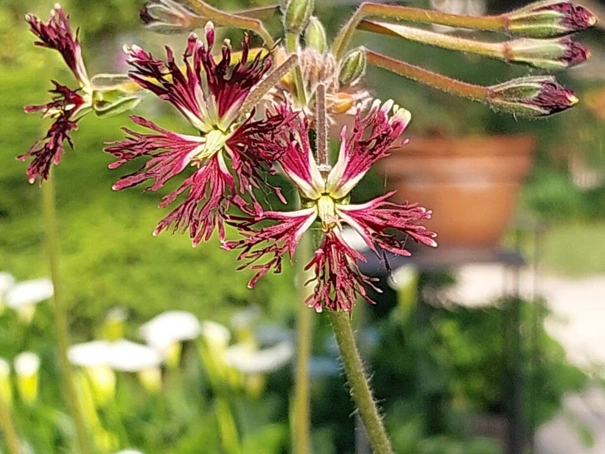 Pelargonium caffrum flower