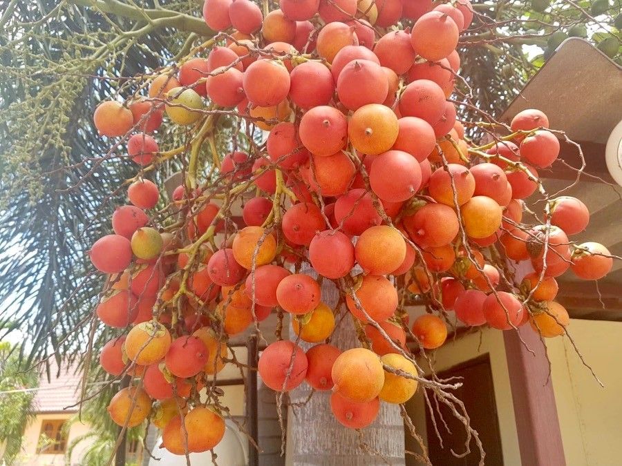 Kentiopsis oliviformis fruit