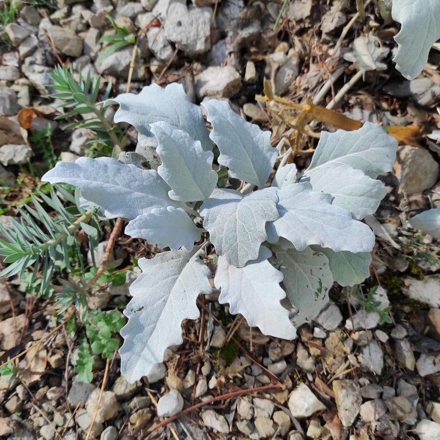 Jacobaea candida — search result for 'Jacobaea'