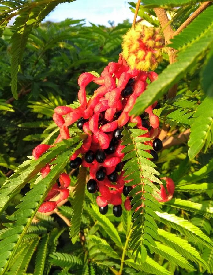 Cojoba arborea fruit