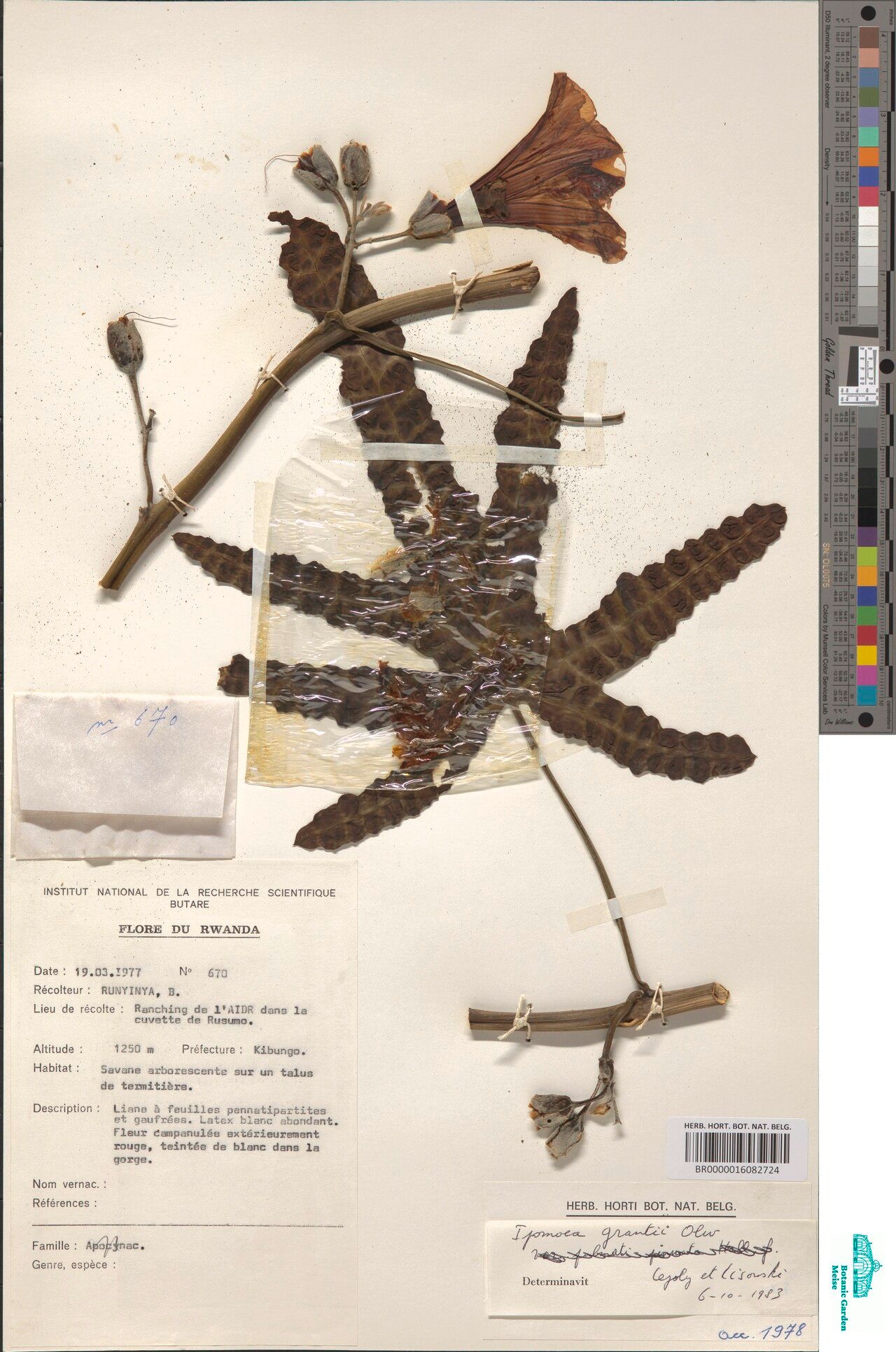 Ipomoea grantii — houseplant care guide