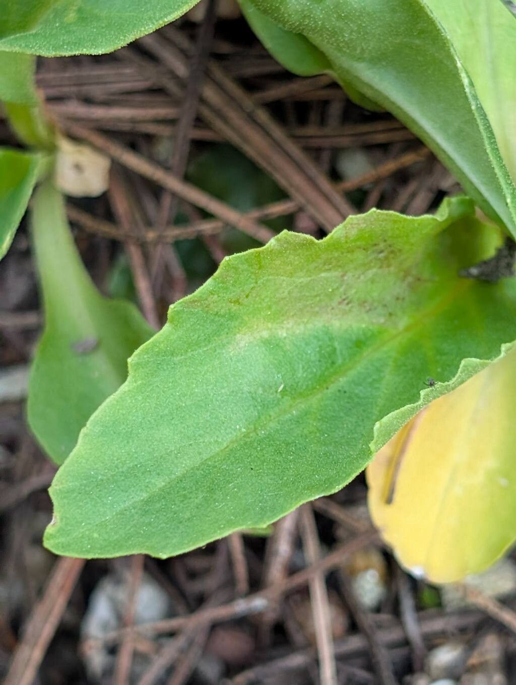 Primula austrofrigida — houseplant care guide