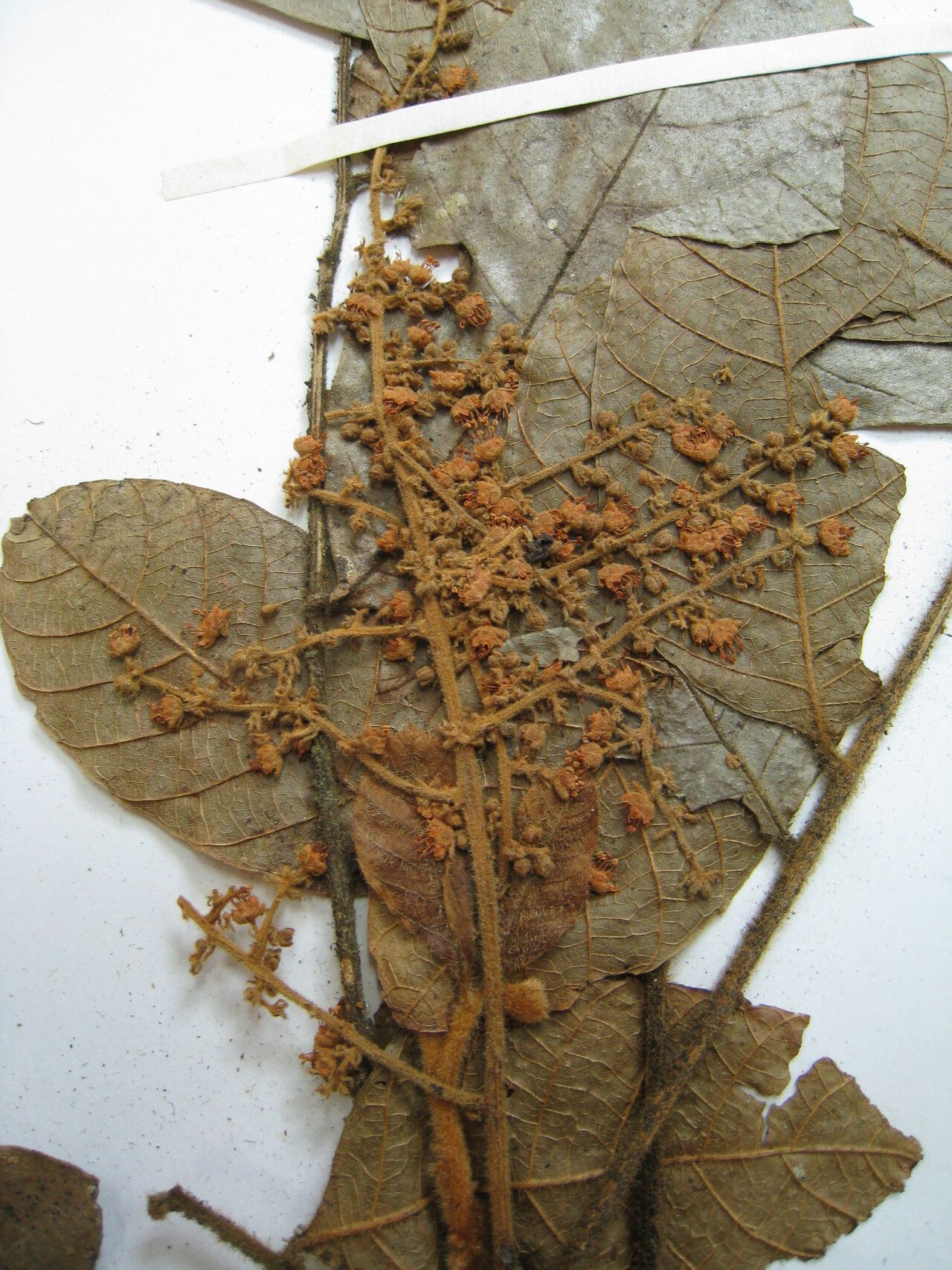 Cupania rubiginosa other