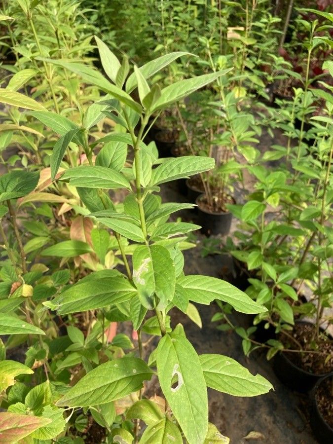 Pfaffia glomerata leaf