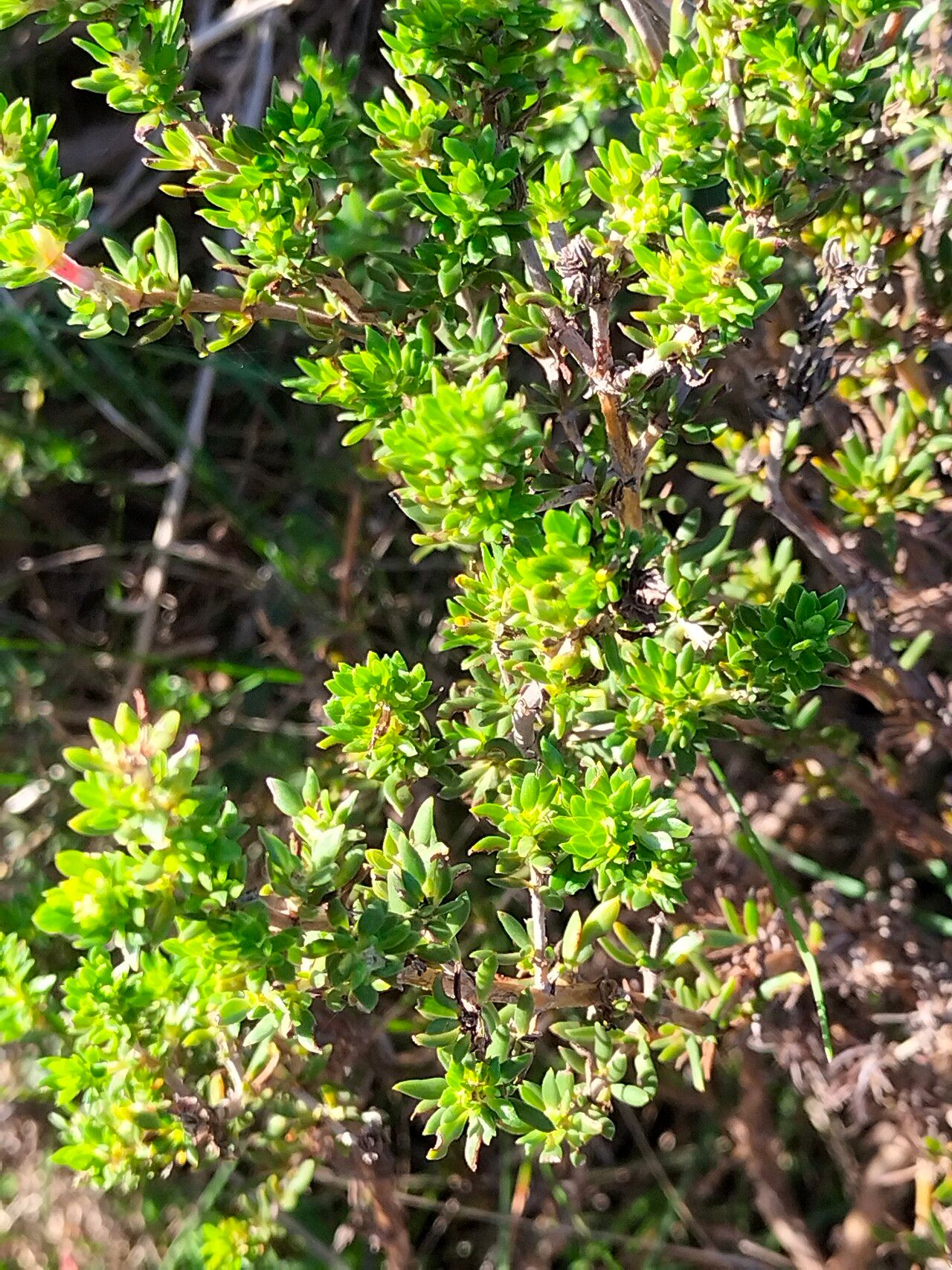 Anthospermum aethiopicum habit