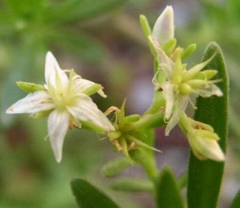 Sedum frutescens flower
