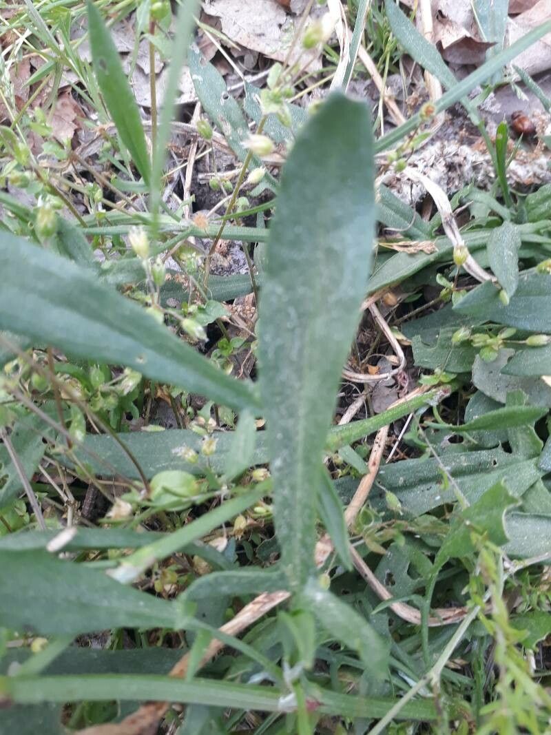 Goodenia geniculata leaf