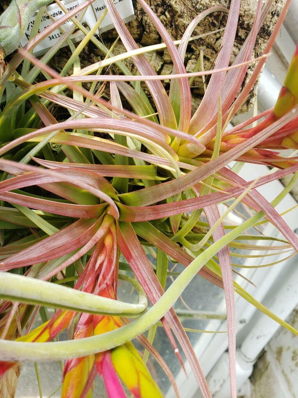 Tillandsia concolor leaf