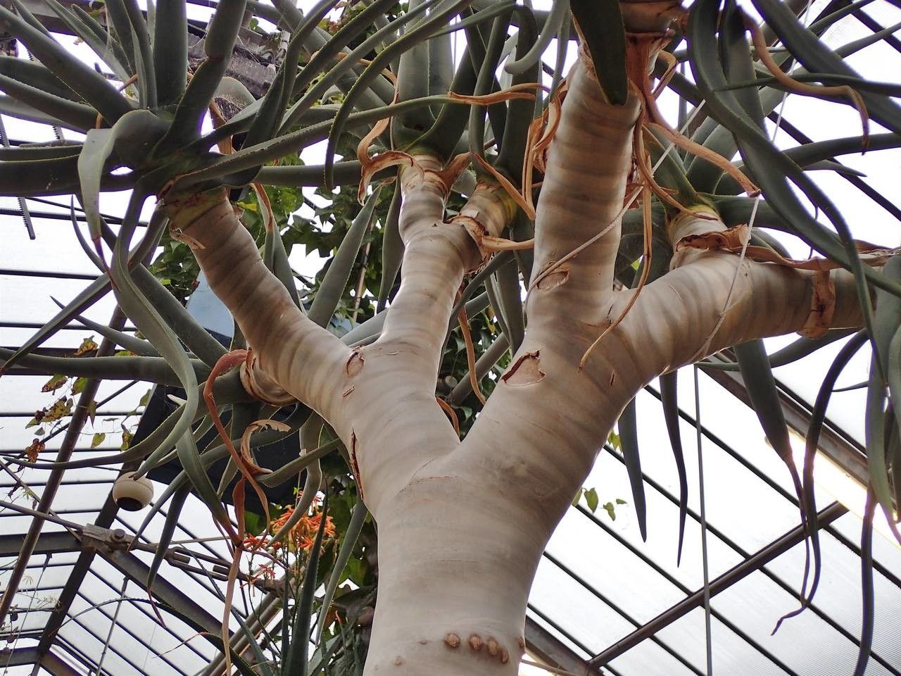 Aloidendron dichotomum habit