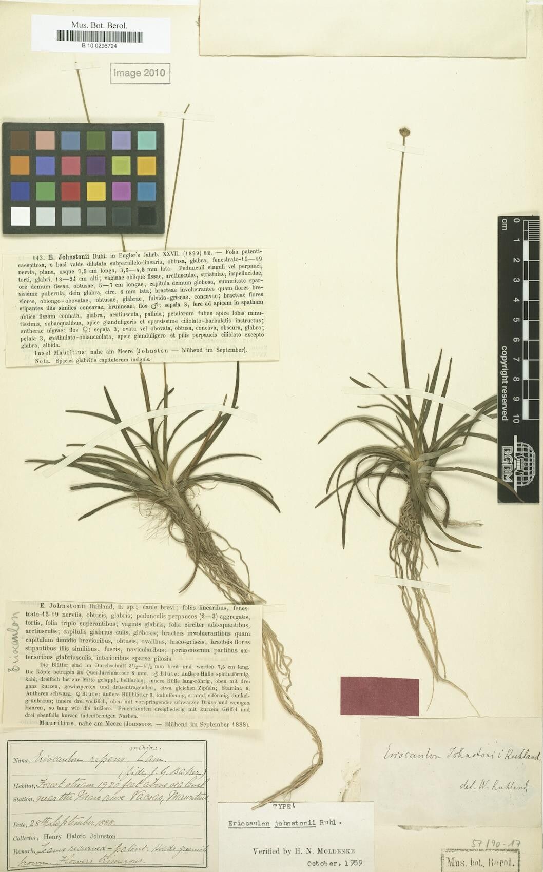 Eriocaulon johnstonii — houseplant care guide