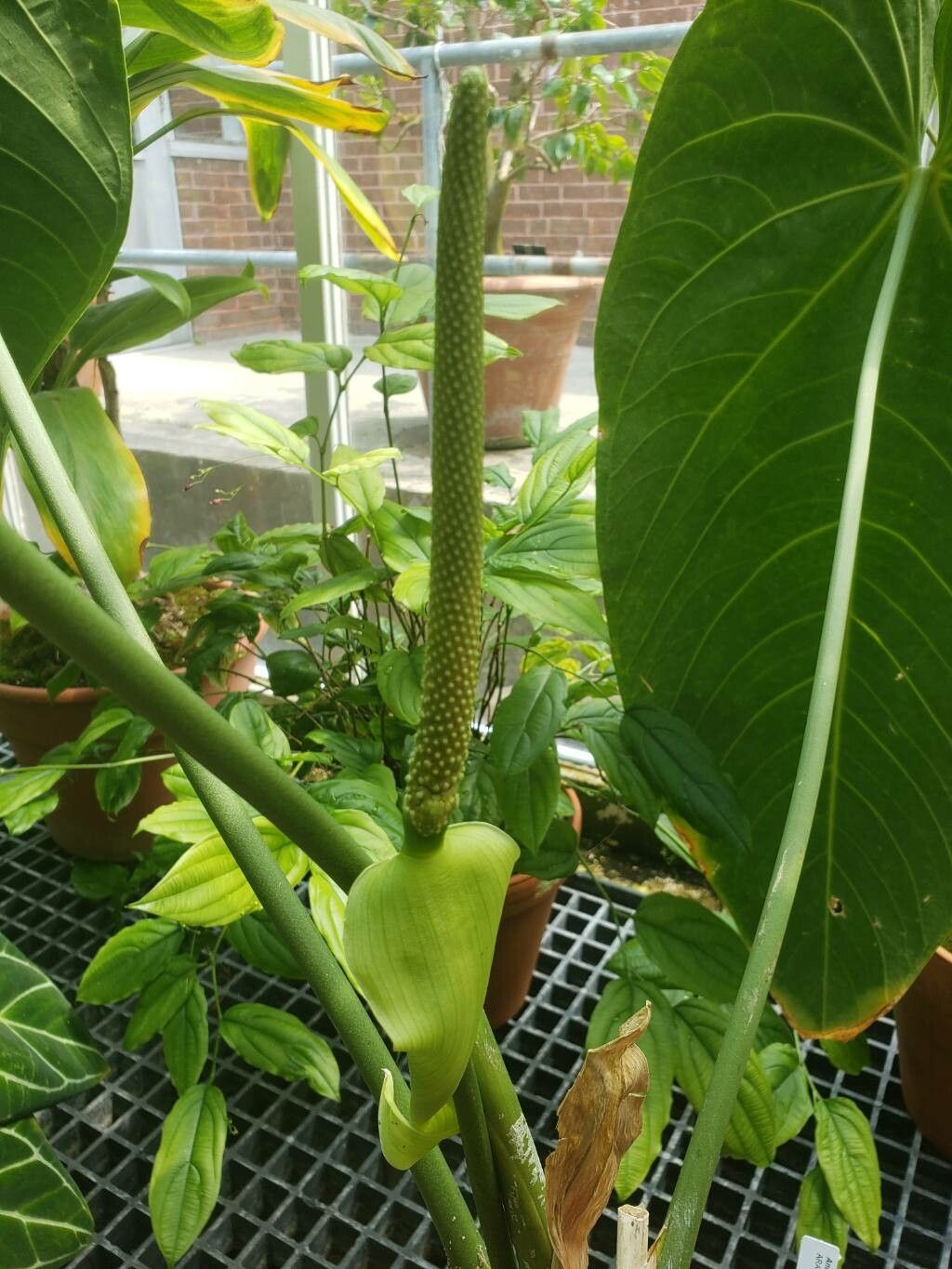 Anthurium cirinoi flower