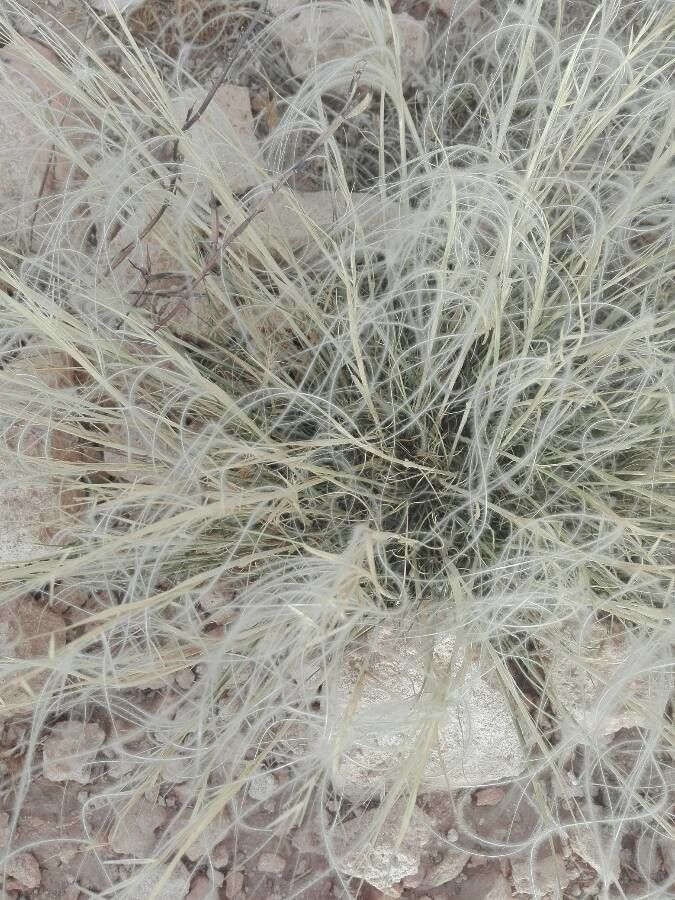 Stipa barbata — related species from the same genus