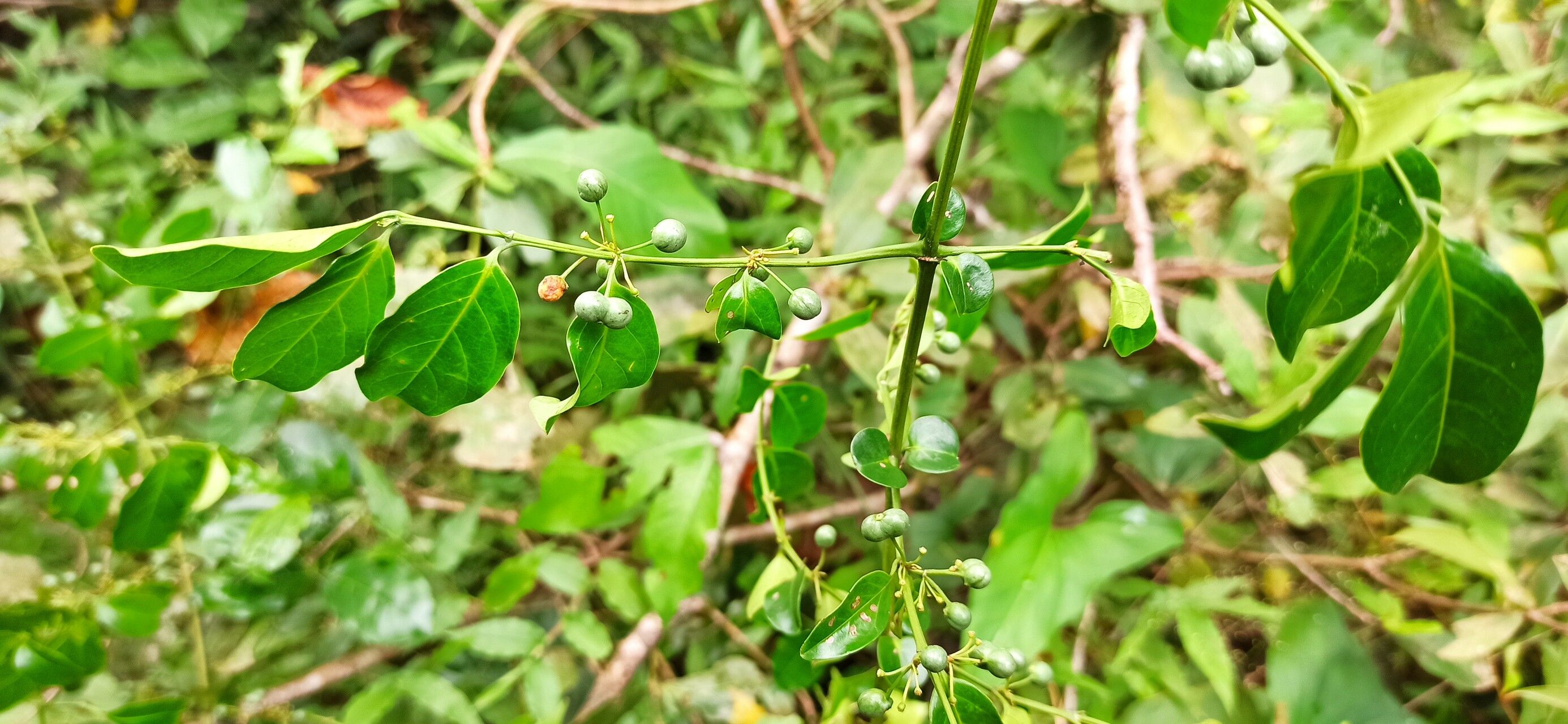 Psydrax acutiflorus leaf