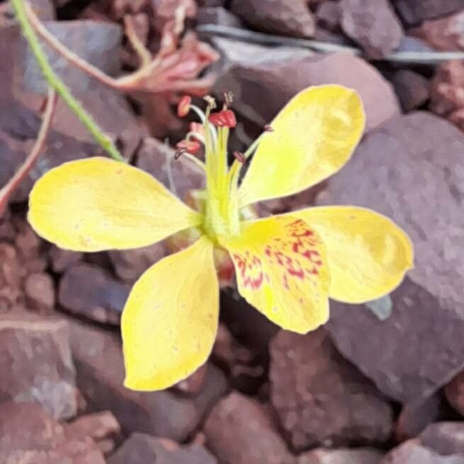 Caesalpinia trichocarpa flower