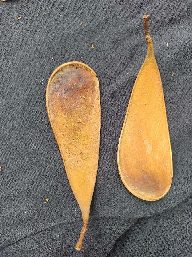 Schizolobium parahyba fruit