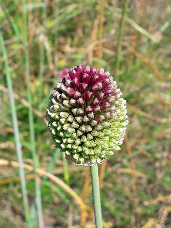 Allium sphaerocephalon flower