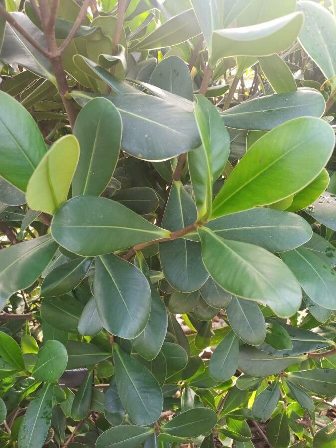 Clusia tocuchensis leaf