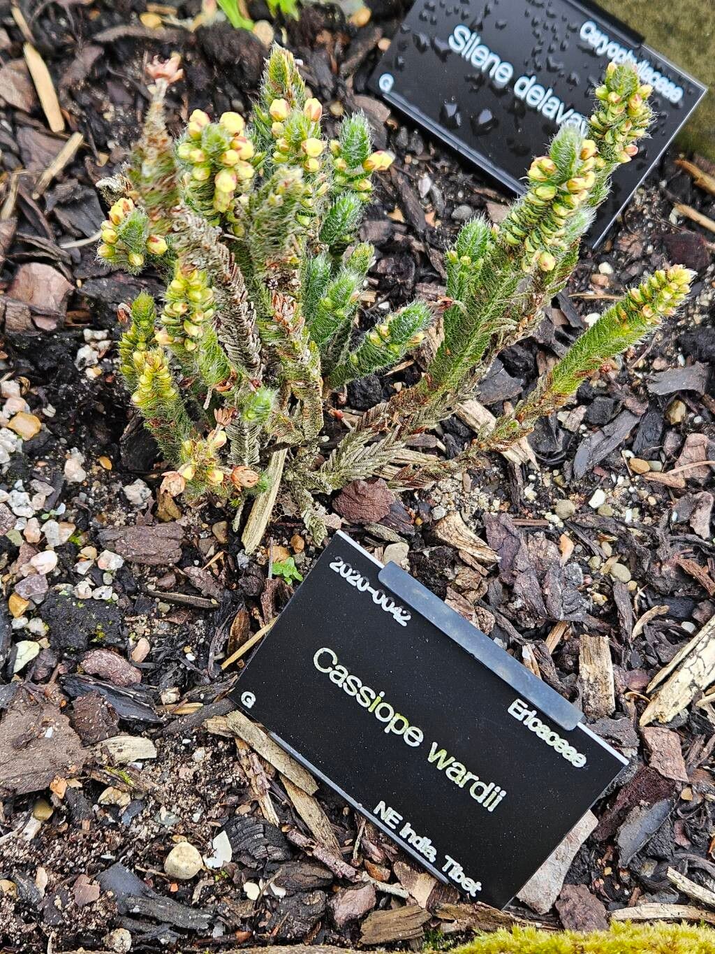 Cassiope wardii habit