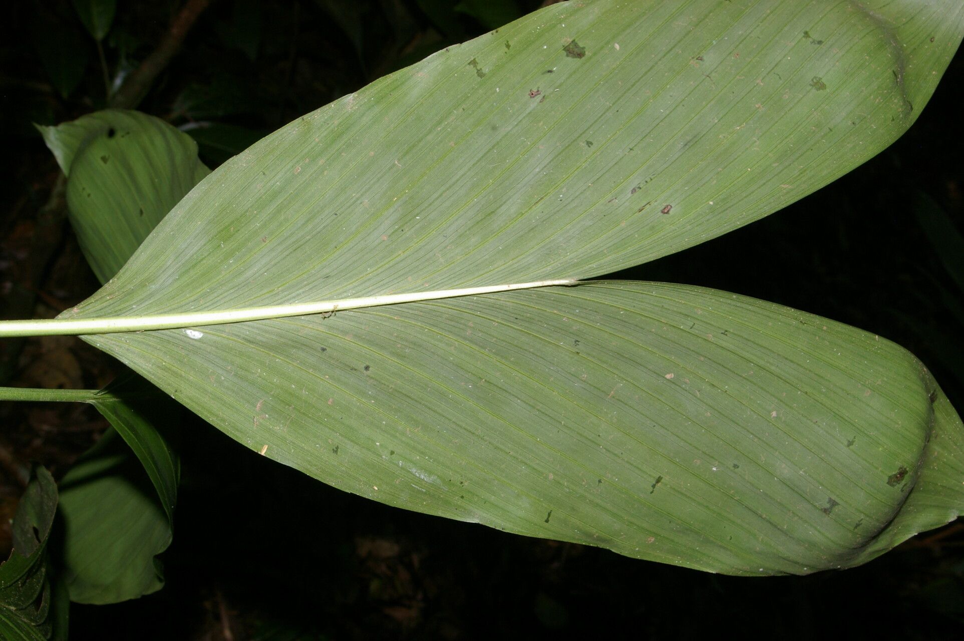 Chamaedorea dammeriana leaf