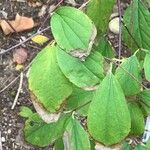 Philadelphus lewisii