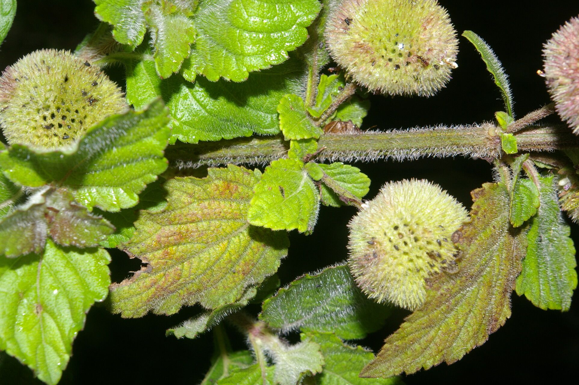 Hyptis sinuata habit