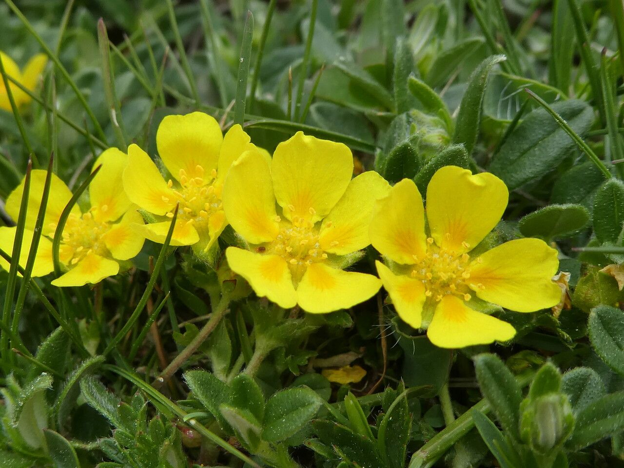 Potentilla pyrenaica flower