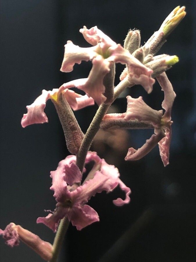 Matthiola fruticulosa flower