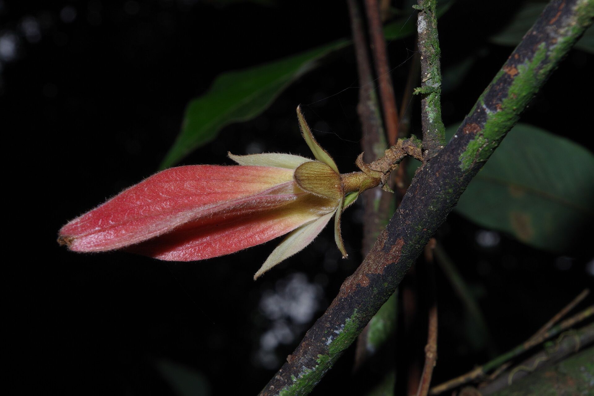 Piptostigma pilosum flower