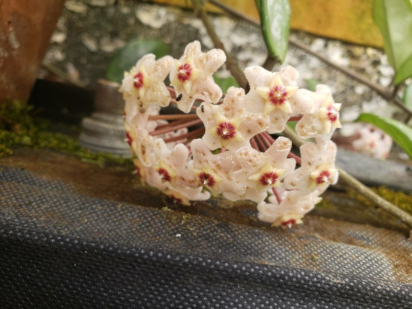 Hoya purpureofusca flower