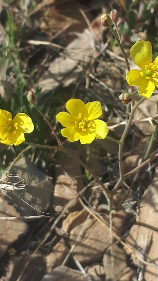Linum aristatum — search result for 'Linum'