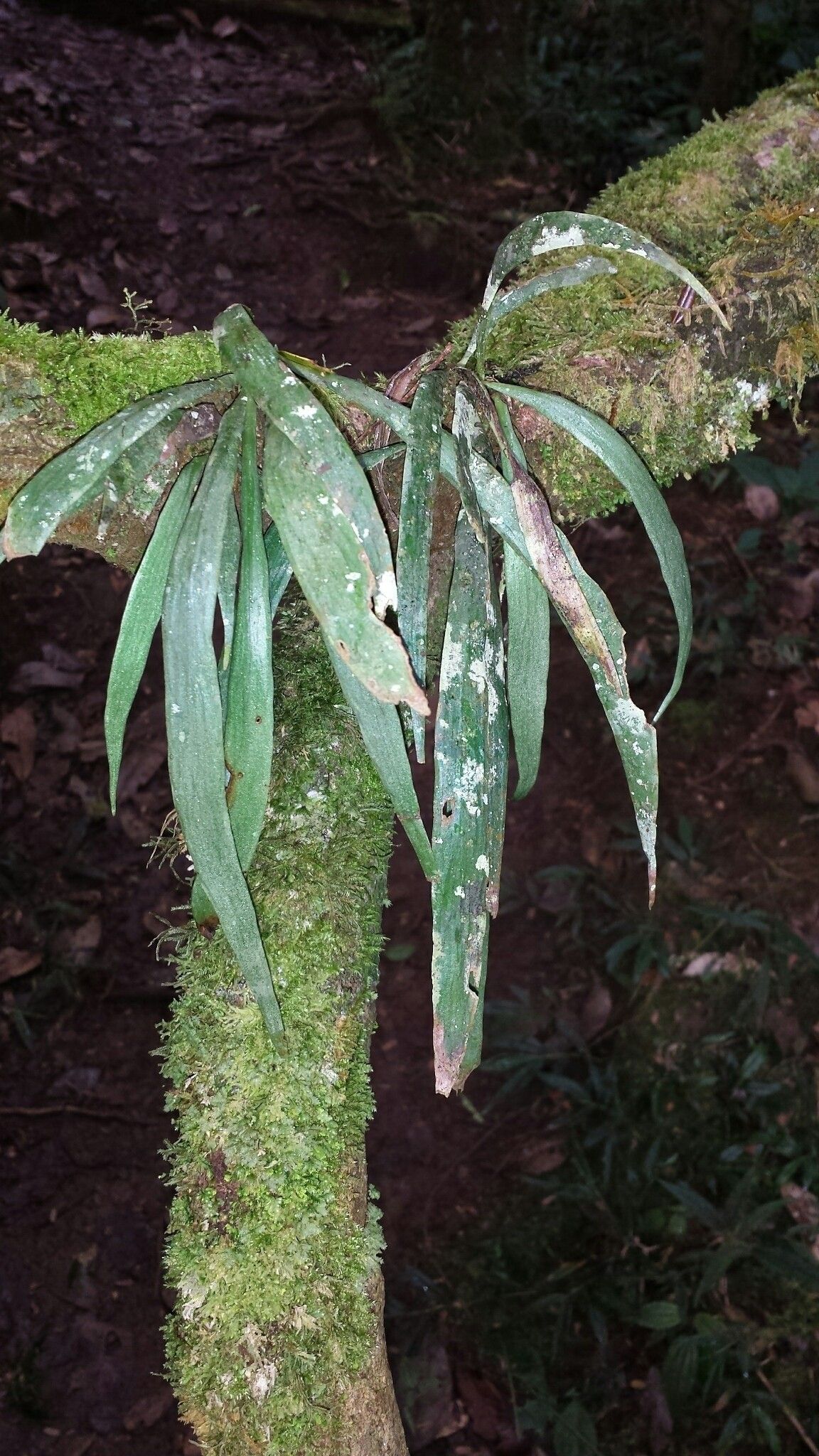 Antrophyum malgassicum leaf