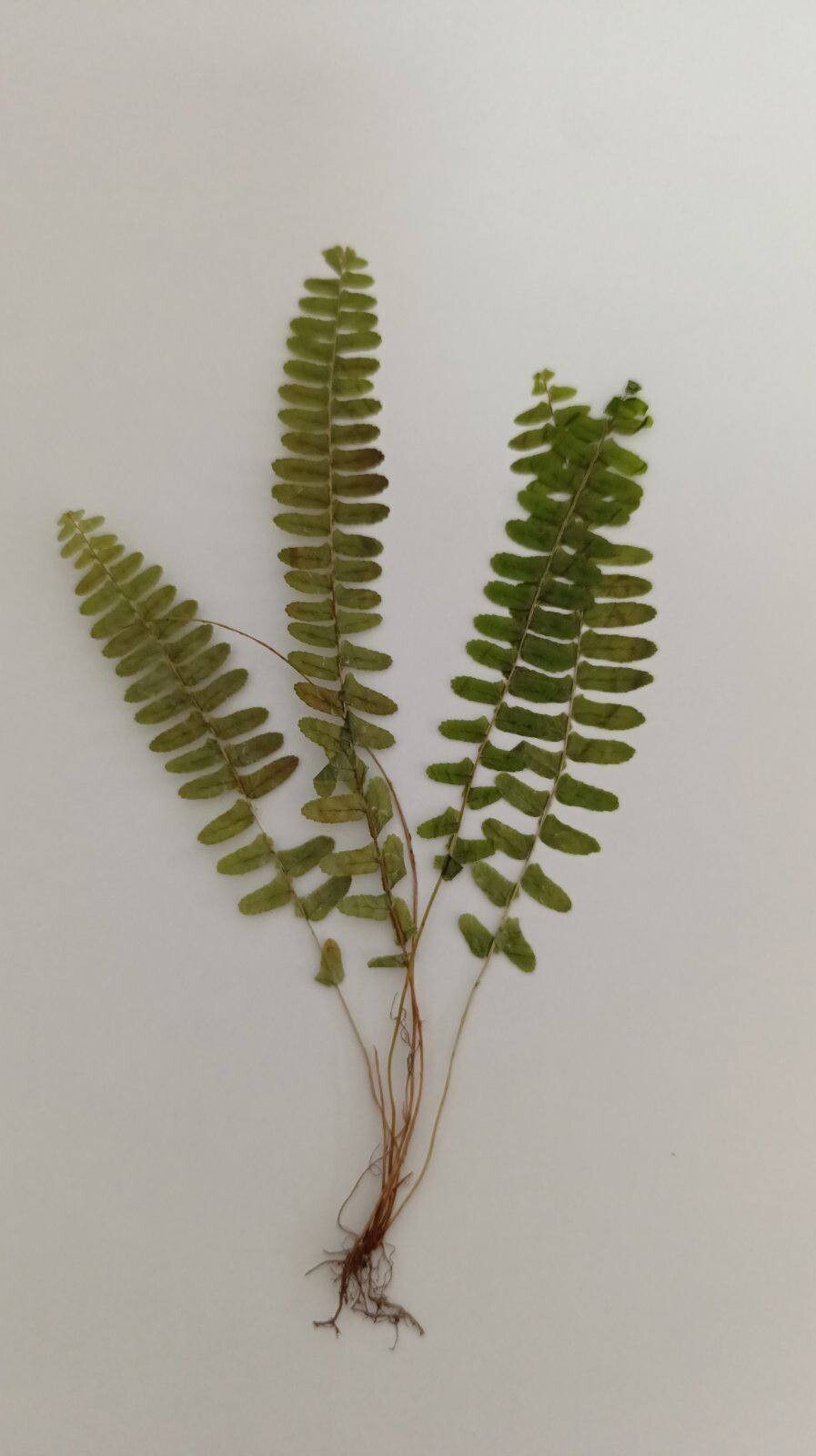 Asplenium resiliens leaf