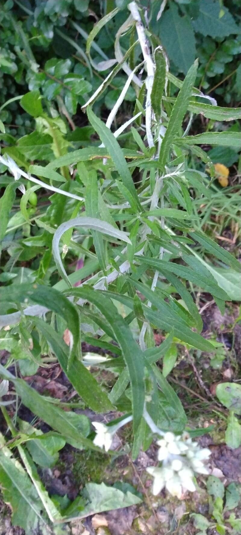 Pseudognaphalium obtusifolium — search result for 'Pseudognaphalium'