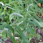 Pseudognaphalium obtusifolium