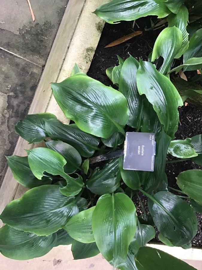 Eucharis sanderi — related species from the same genus