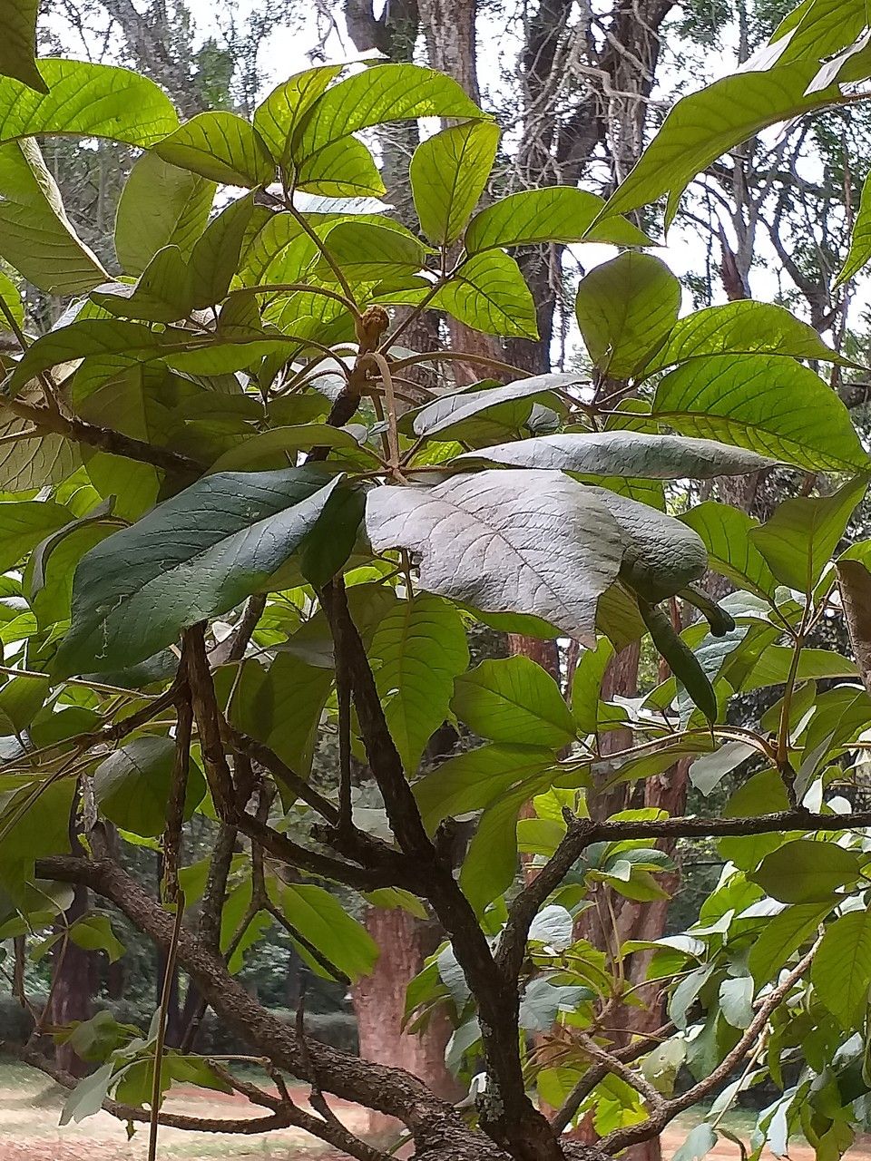 Tabebuia chrysantha — related species from the same genus