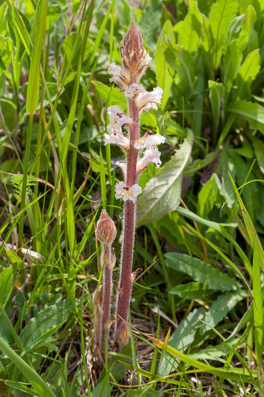 Orobanche crenata bark