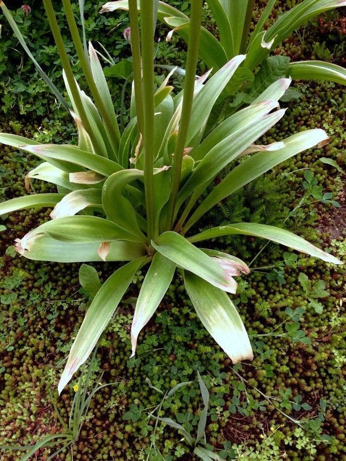 Allium giganteum
